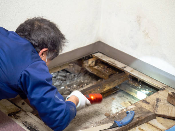 Professional Mold Removal in Bolingbrook, IL