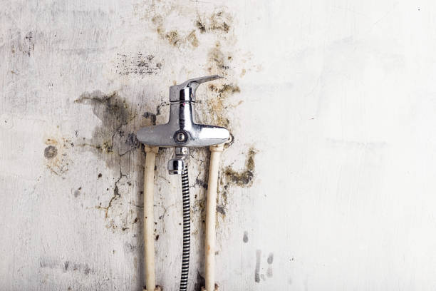 Best Black Mold Removal  in Bolingbrook, IL