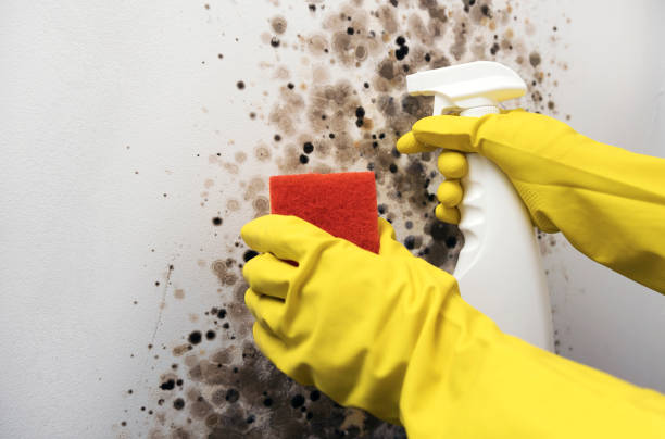 Attic Mold Removal in Bolingbrook, IL