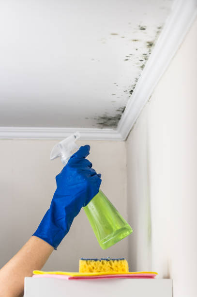 Best Attic Mold Removal  in Bolingbrook, IL